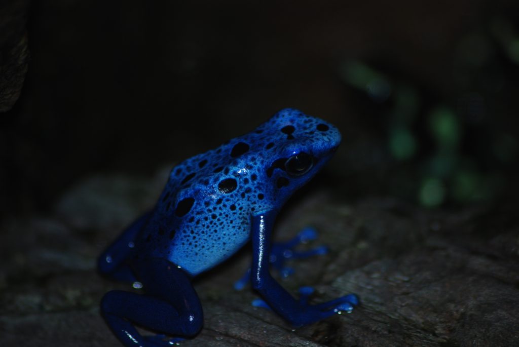 dartfrog